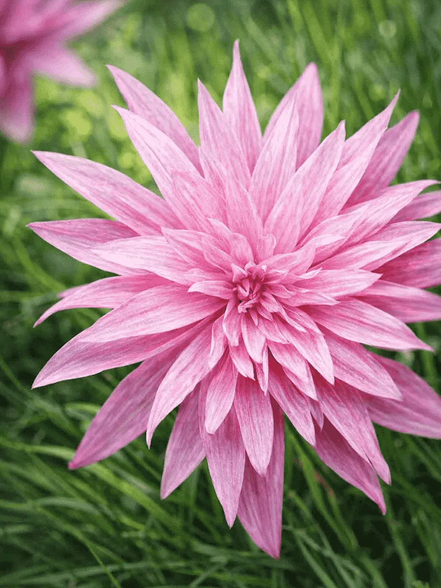 Колхикум Waterlily