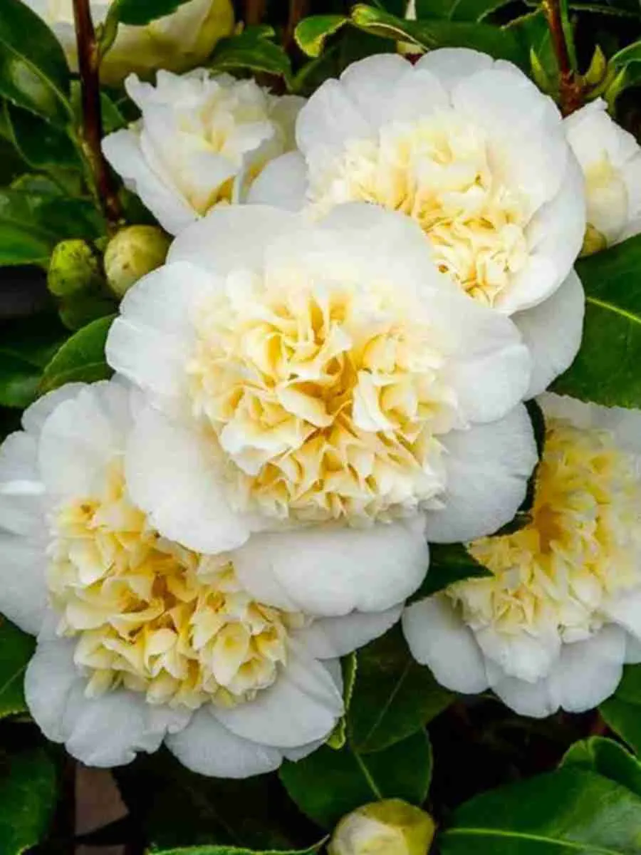 Камелия японская Brushfield yellow