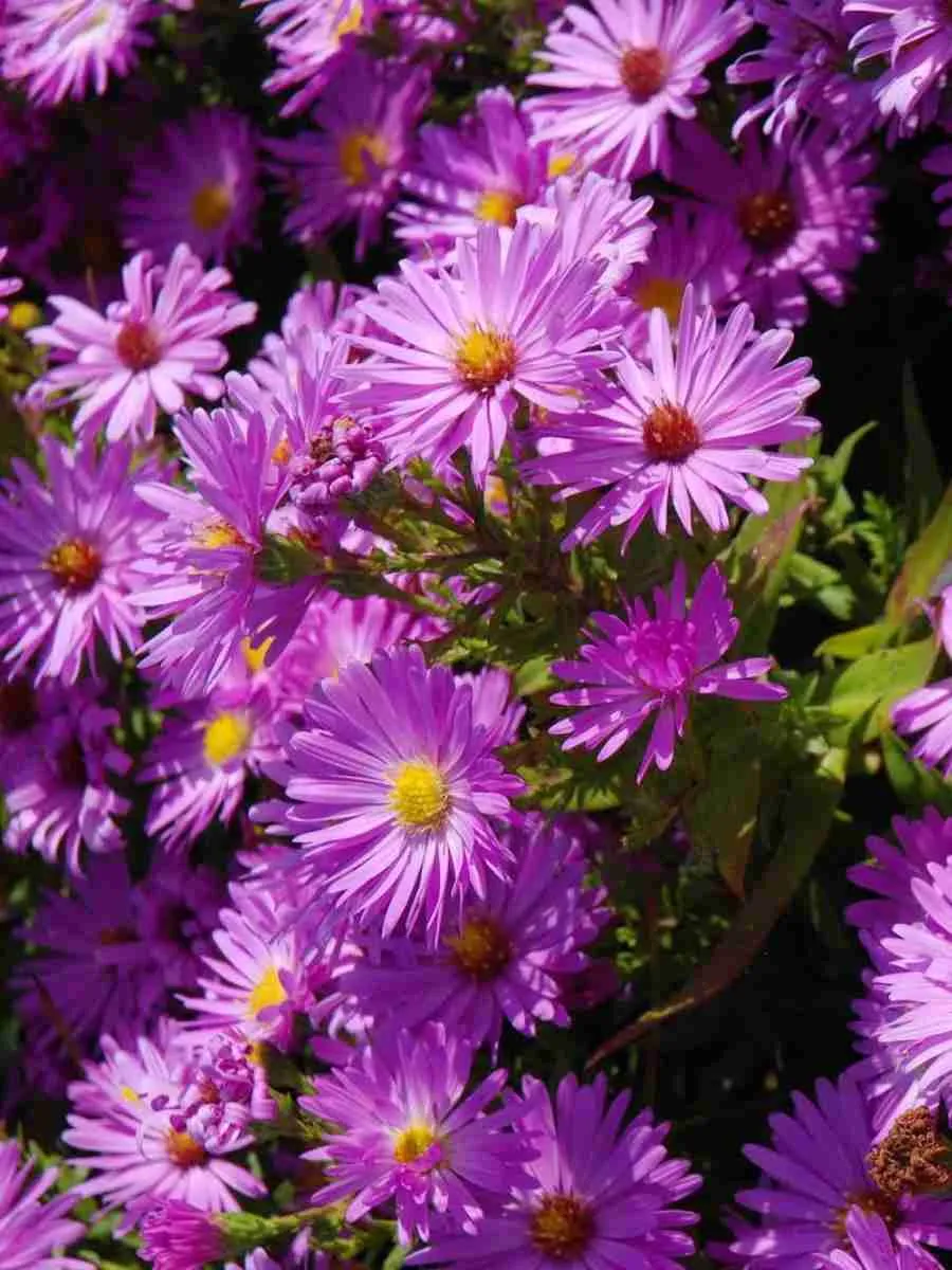 Астра кустарниковая Herbstgruss vom Besserhof