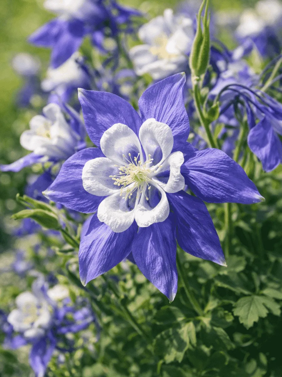 Аквилегия вееровидная Spring Magic Blue And White