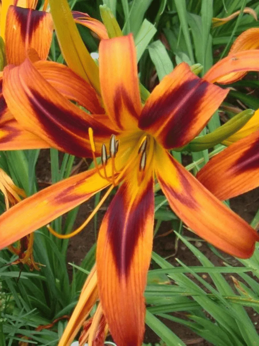 Лилейник Tigereye Spider
