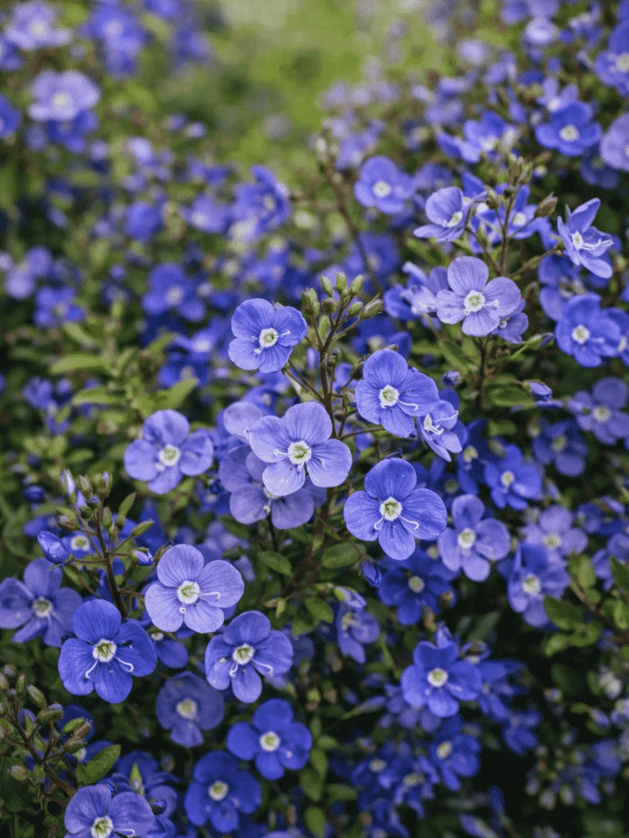 Вероника колосистая Georgia Blue