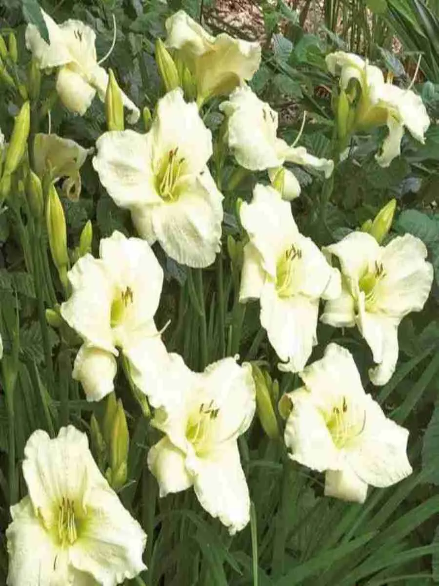 Лилейник White Temptation