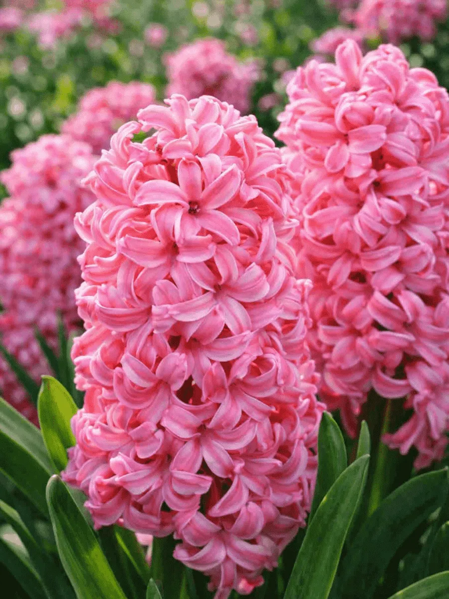 Гиацинт Pink Pearl