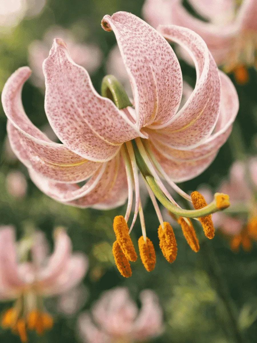 Лилия Pink Morning