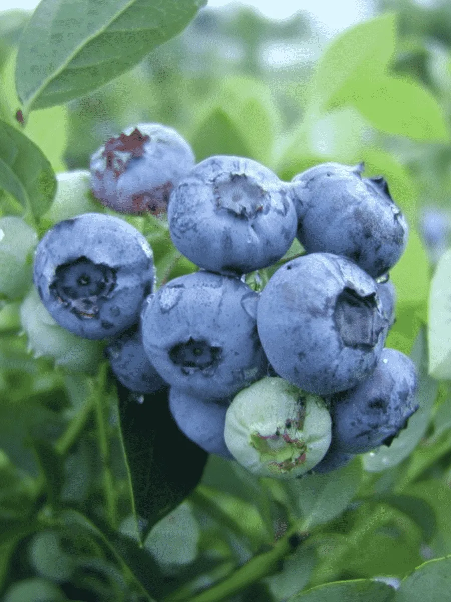 Голубика высокорослая Bluetta