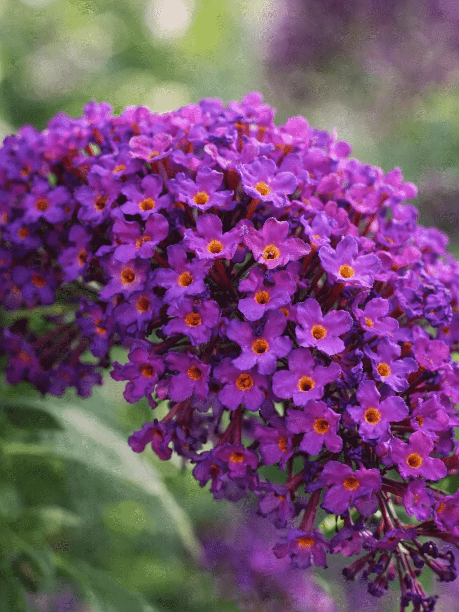 Буддлея давида Nanho Purple