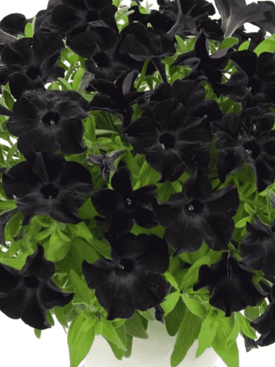 Петуния Sweetunia Black Satin (Кашпо)