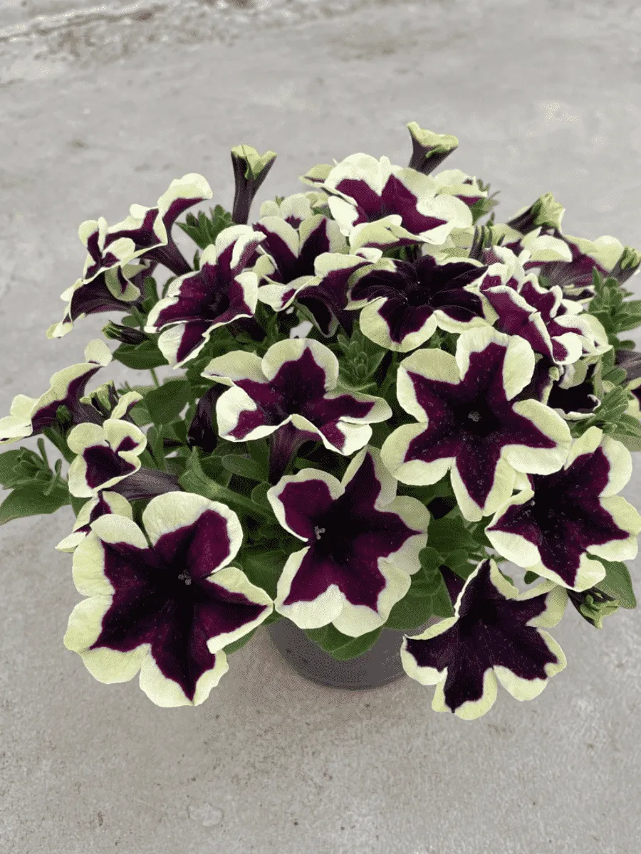 Петуния (сурфиния) Go! Tunia  Cosmic French Kiss
