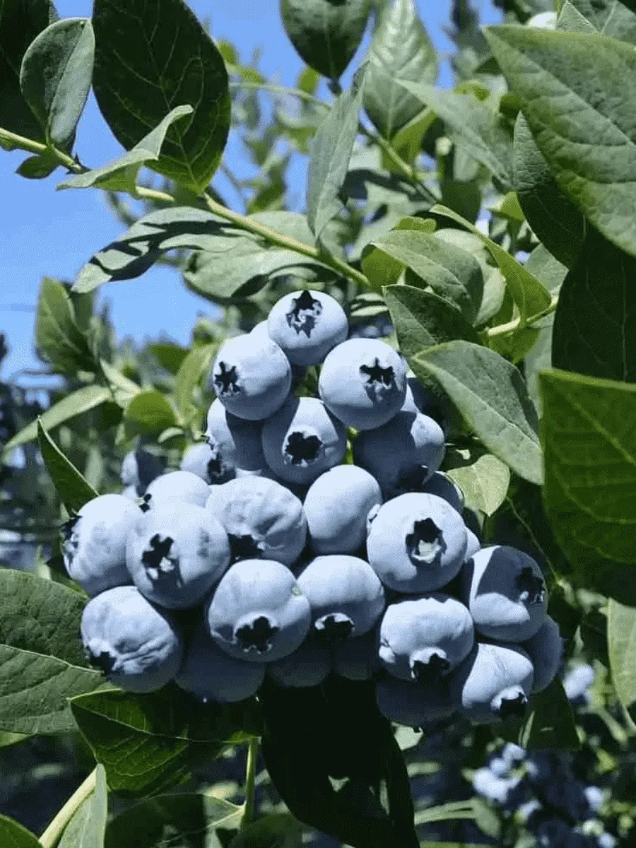 Голубика высокорослая Bluecrop