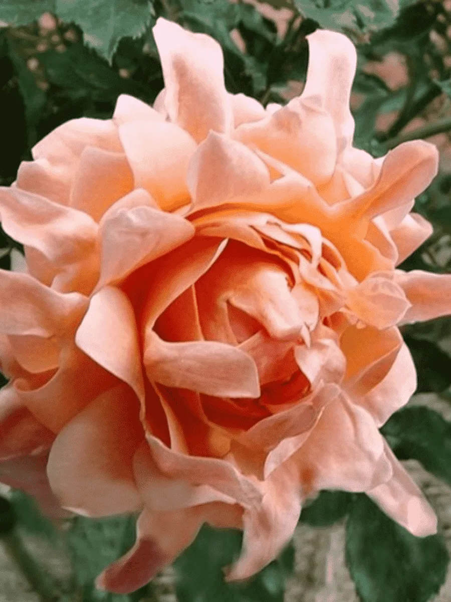 Роза Флорибунда Ruffles dream