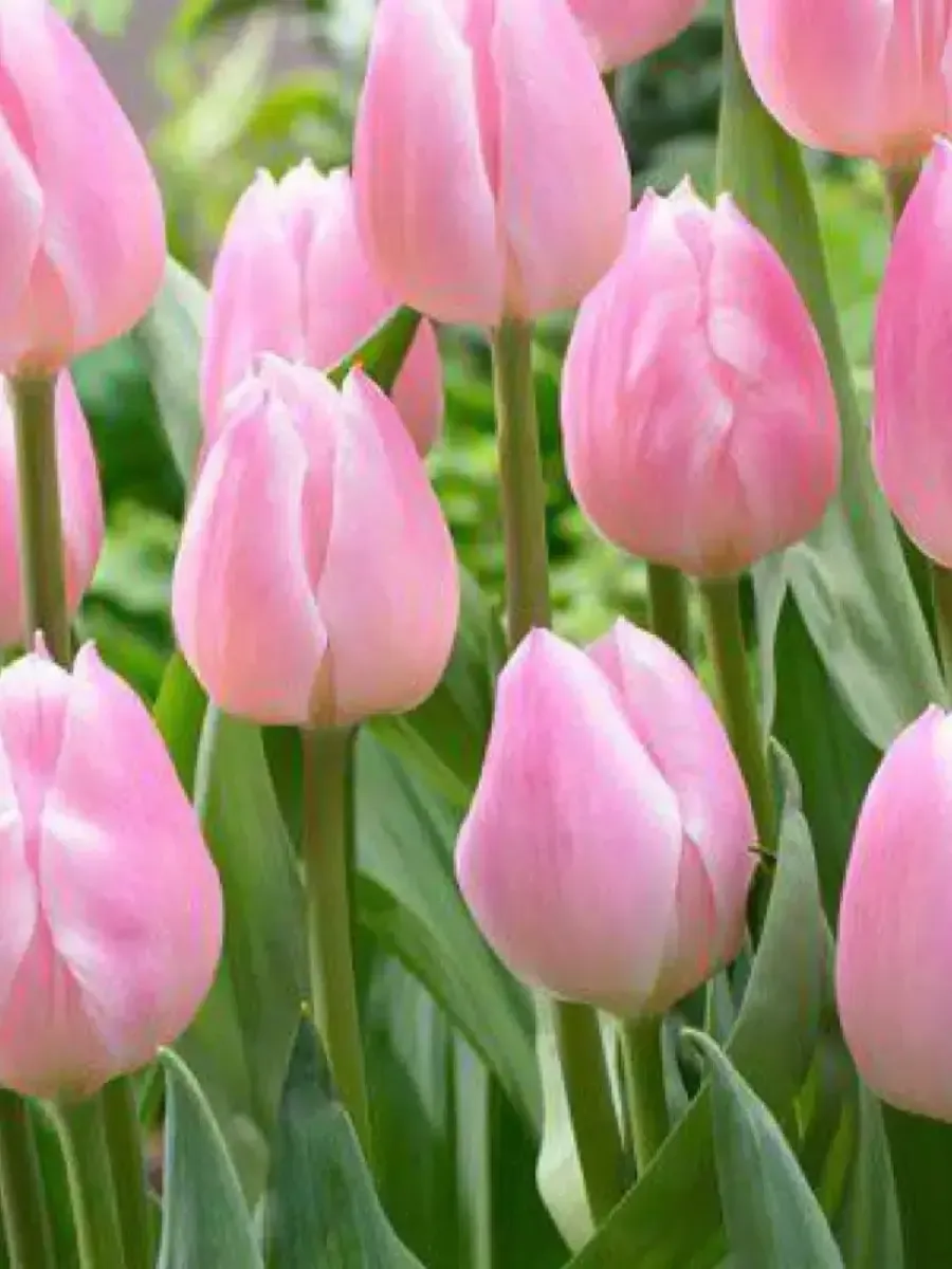 Тюльпан Light Pink Prince