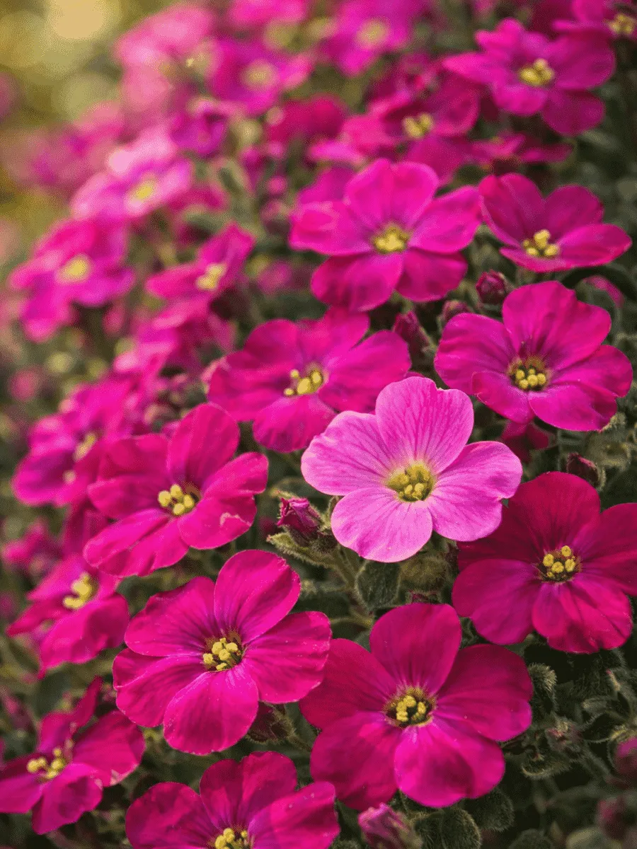 Аубриета Red Purple Mix
