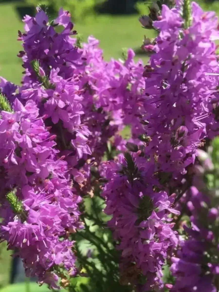 Вероника гибридная Purple Explosion