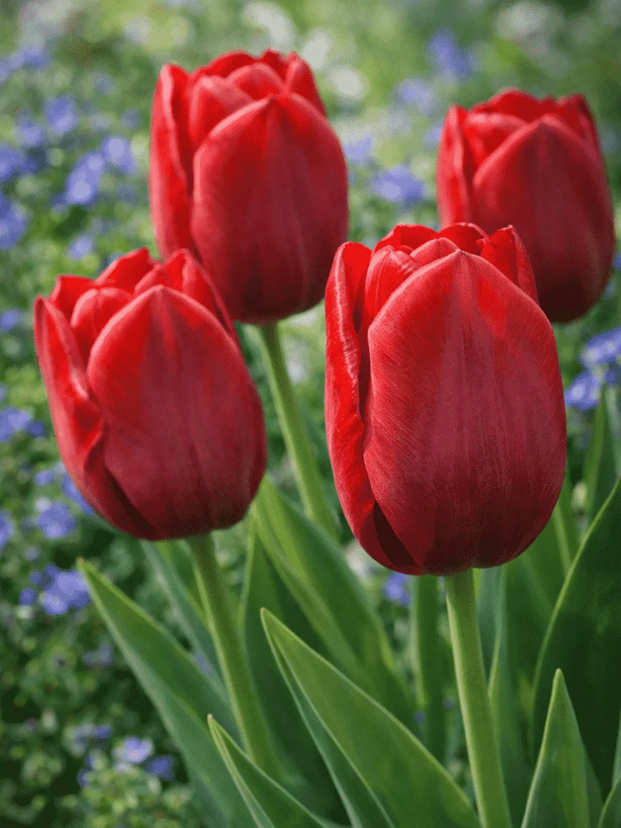 Тюльпан триумф Seadov