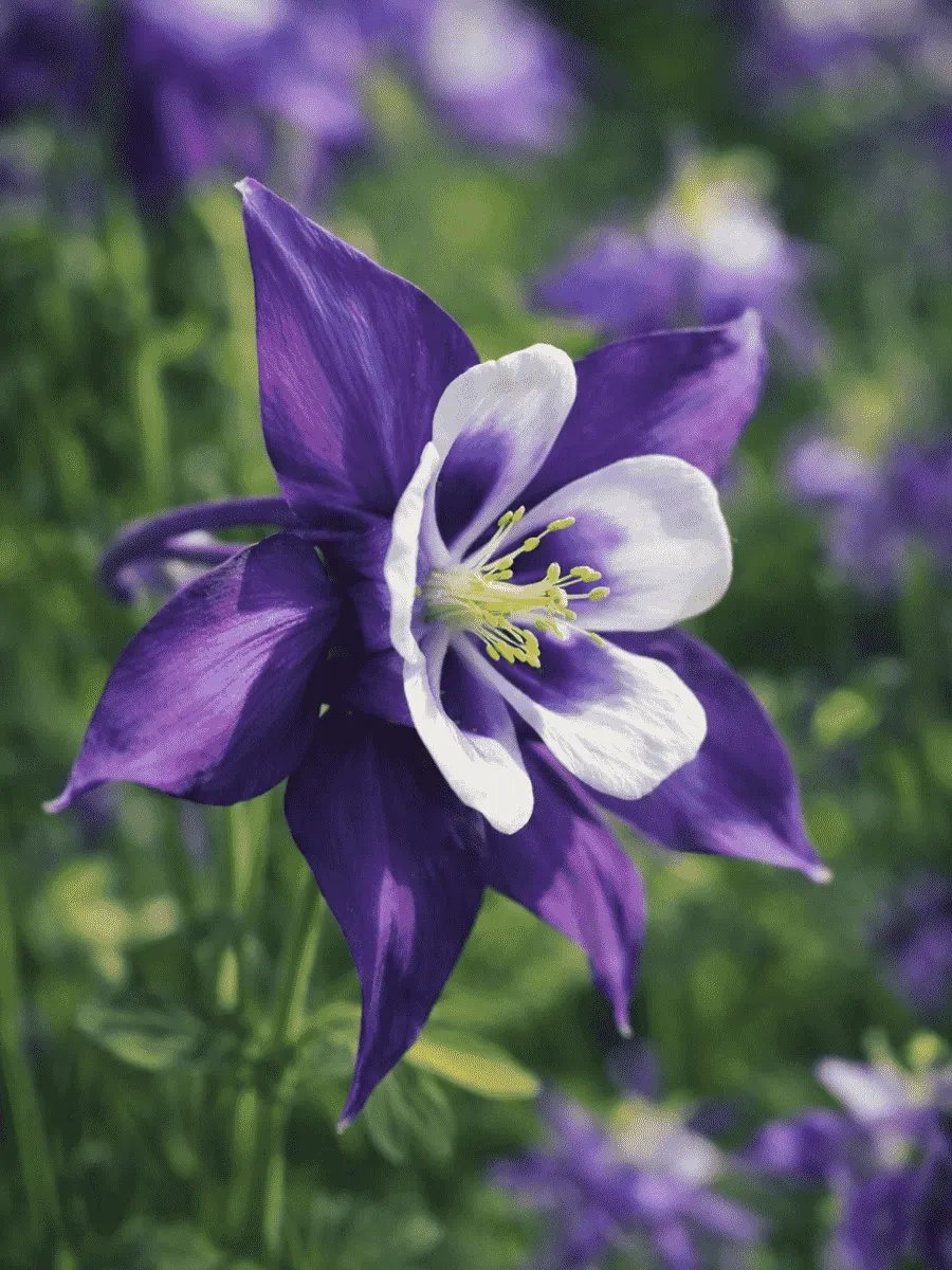Аквилегия вееровидная Spring Magic  Navy And White