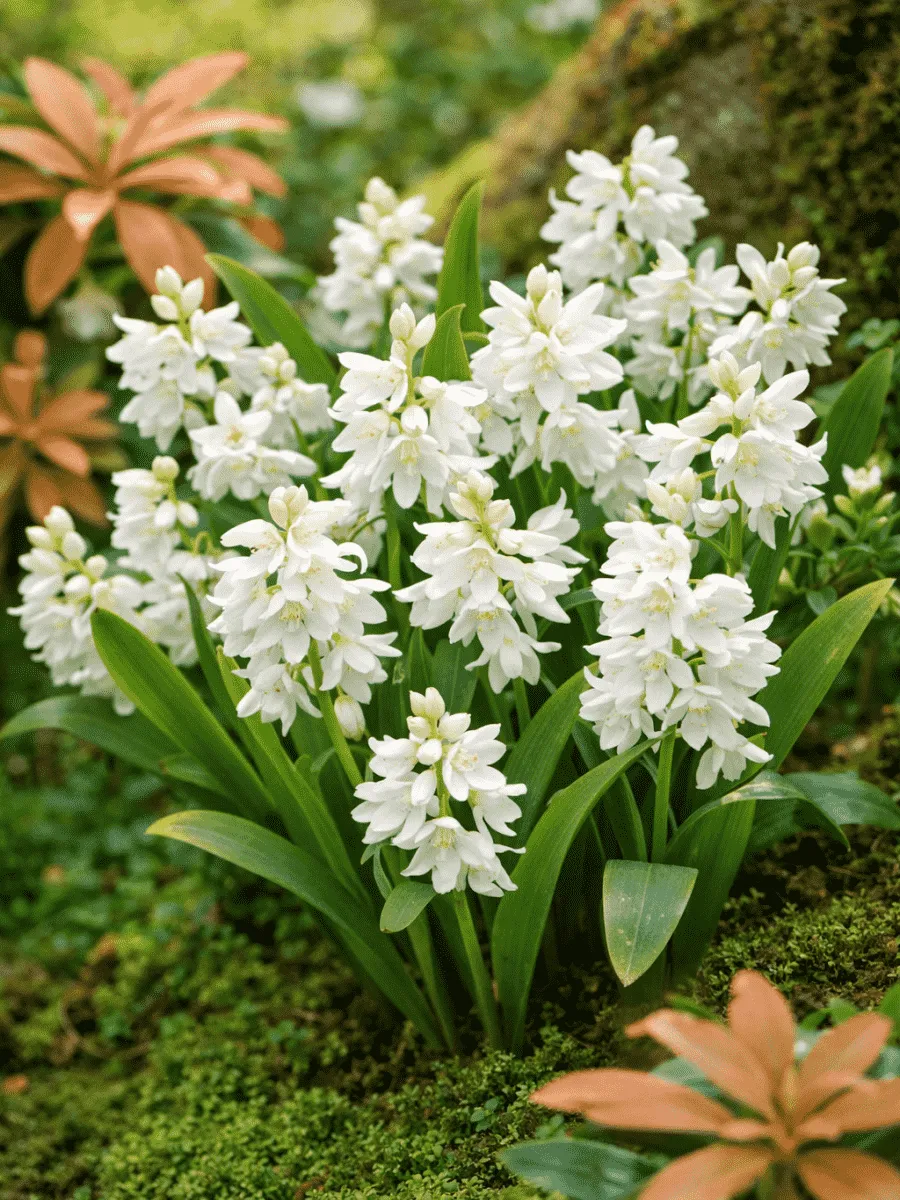 Пушкиния Libanotica Alba
