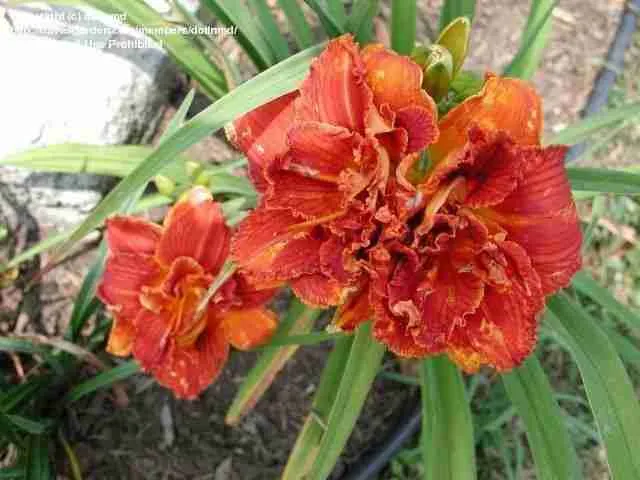 Лилейник Paprica Flame