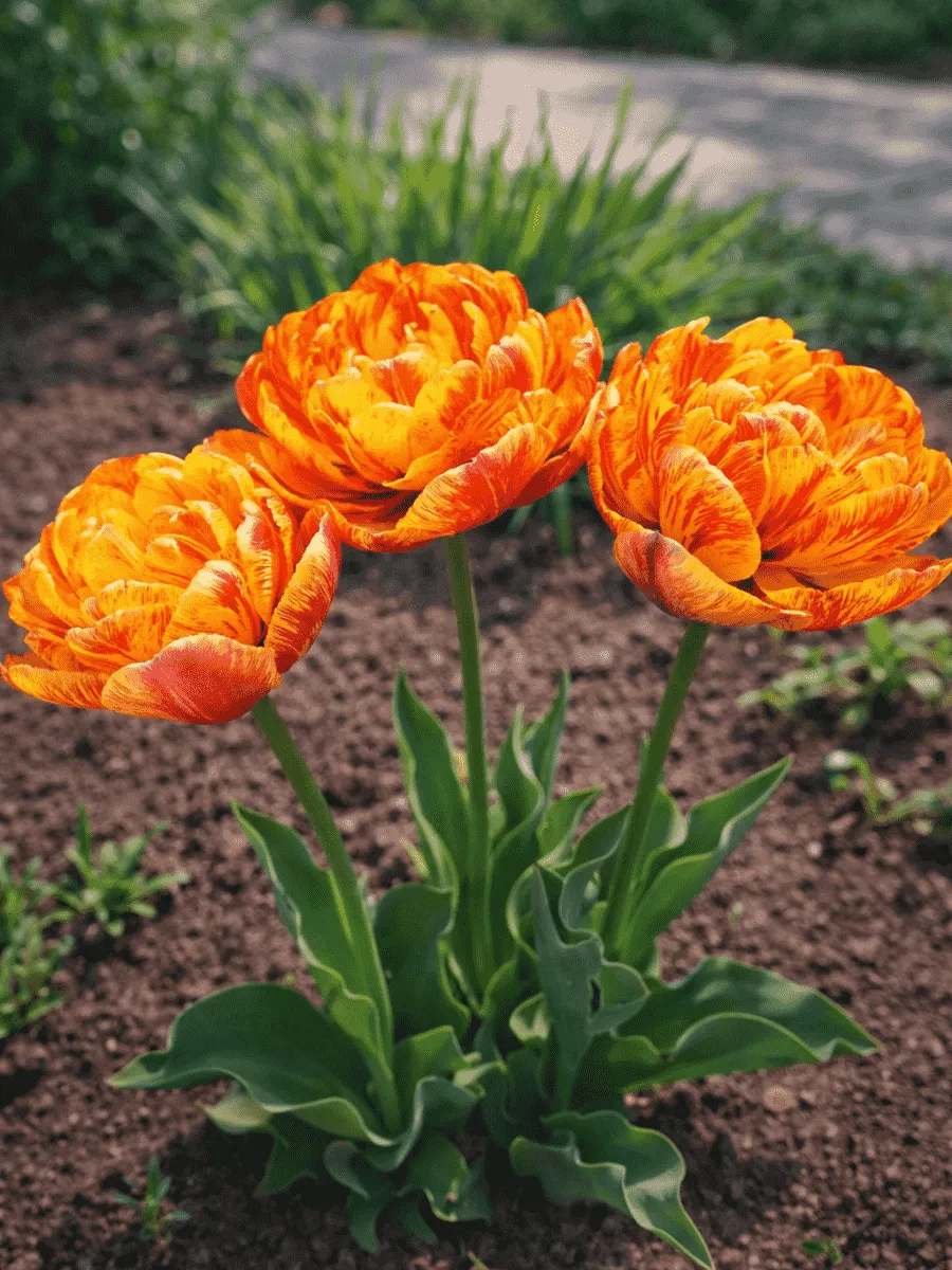 Тюльпан Double beauty of apeldoorn