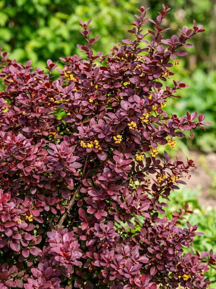 Барбарис обыкновенный Atropurpureum