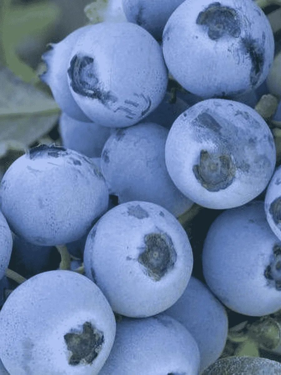 Голубика высокорослая Early Blue