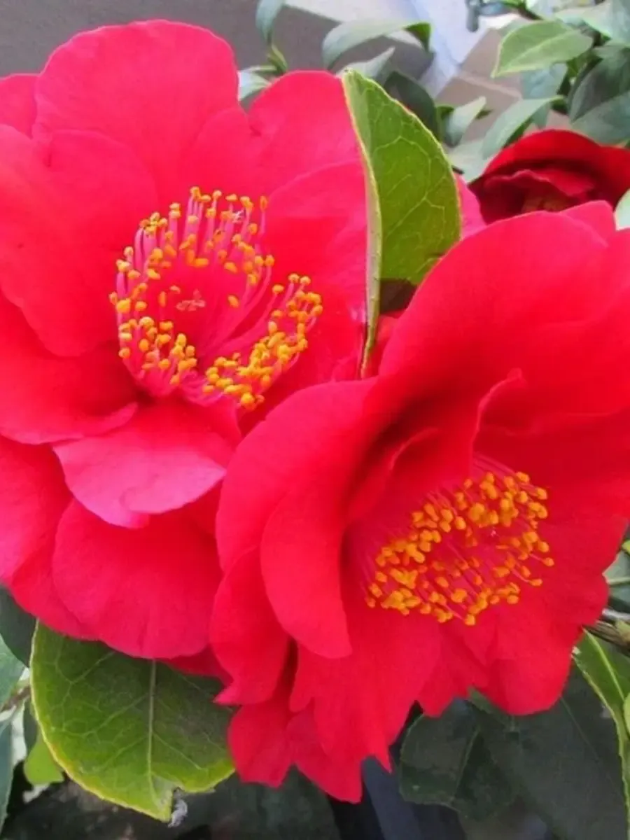 Камелия японская  Dr. King