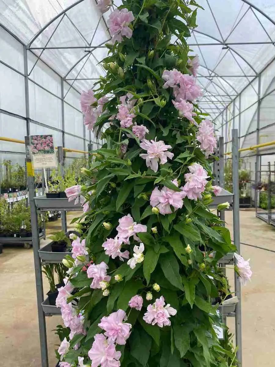 Калистегия плющелистная Flore Pleno