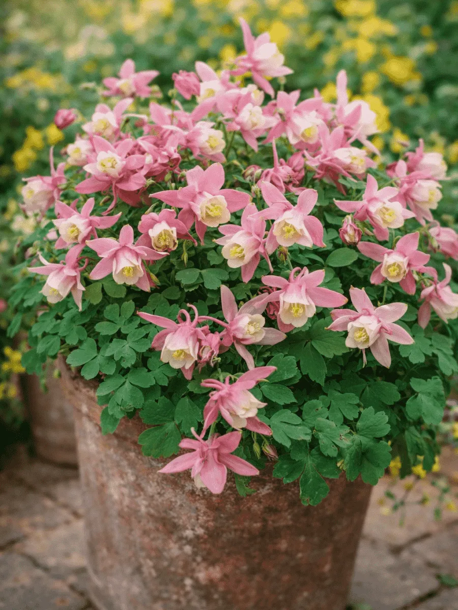 Аквилегия вееровидная Spring Magic Rose And White