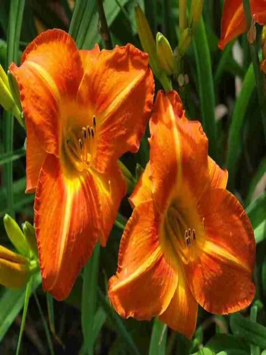Лилейник Tuscawilla Tigress