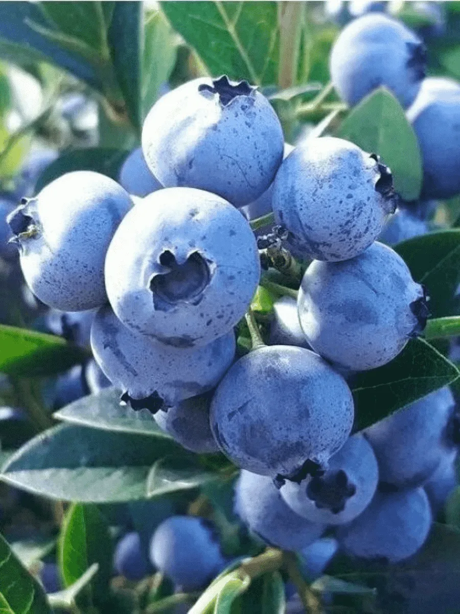 Голубика высокорослая Sunshine Blue
