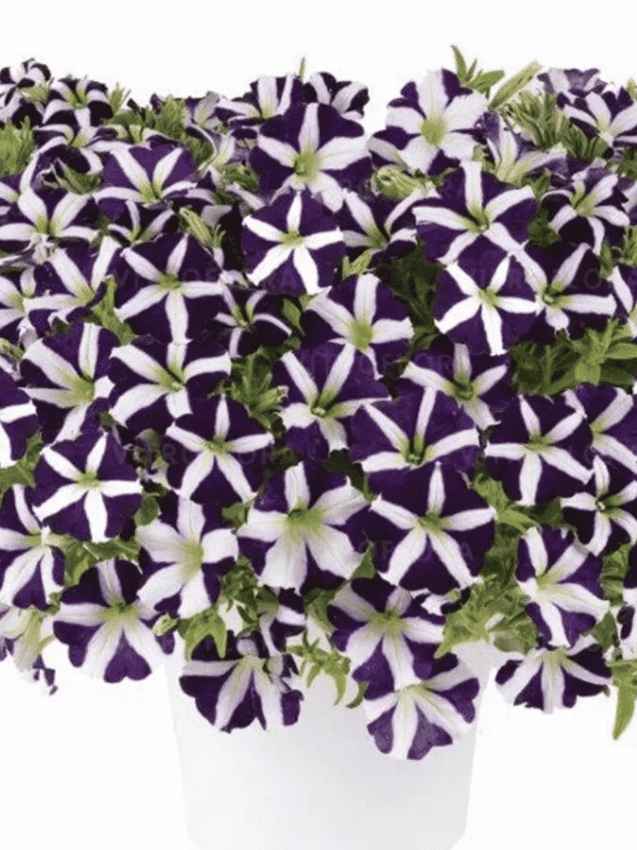 Петуния Amore Purple (Кашпо)