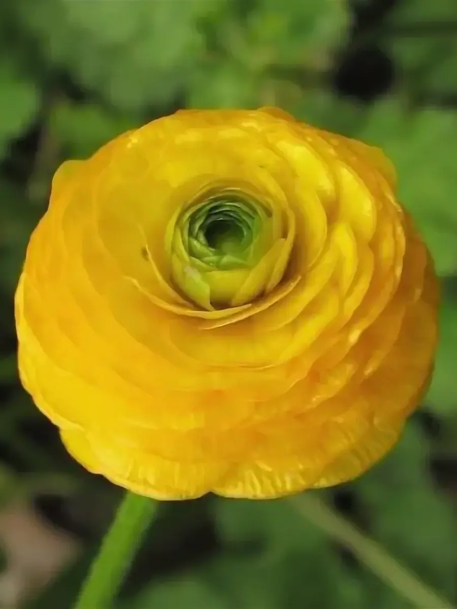 Лютик Flore Pleno